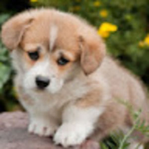 Meet your Posher, Evangeline